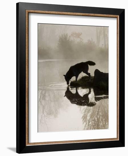 Gray Wolf (Canis Lupus) Drinking in the Fog, Reflected in the Water, in Captivity, Minnesota, USA-James Hager-Framed Photographic Print