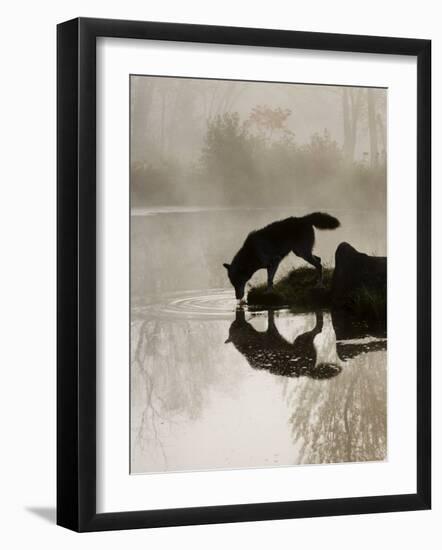 Gray Wolf (Canis Lupus) Drinking in the Fog, Reflected in the Water, in Captivity, Minnesota, USA-James Hager-Framed Photographic Print