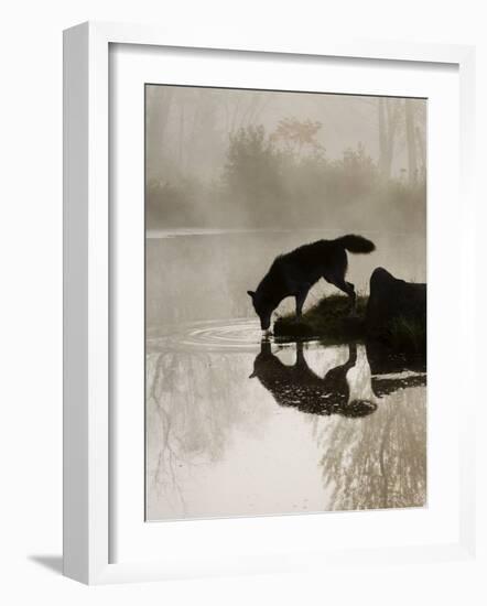 Gray Wolf (Canis Lupus) Drinking in the Fog, Reflected in the Water, in Captivity, Minnesota, USA-James Hager-Framed Photographic Print