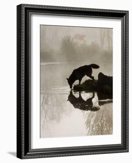 Gray Wolf (Canis Lupus) Drinking in the Fog, Reflected in the Water, in Captivity, Minnesota, USA-James Hager-Framed Photographic Print