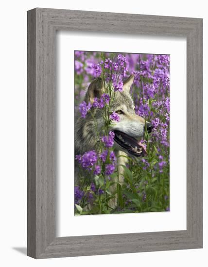 Gray-Wolf, Canis Lupus, Flower Meadow, Profile, Nature-Ronald Wittek-Framed Photographic Print