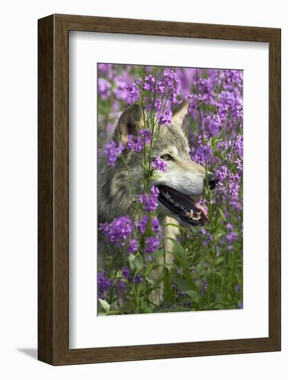 Gray-Wolf, Canis Lupus, Flower Meadow, Profile, Nature-Ronald Wittek-Framed Photographic Print