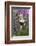 Gray-Wolf, Canis Lupus, Flower Meadow, Profile, Nature-Ronald Wittek-Framed Photographic Print