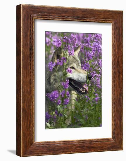 Gray-Wolf, Canis Lupus, Flower Meadow, Profile, Nature-Ronald Wittek-Framed Photographic Print