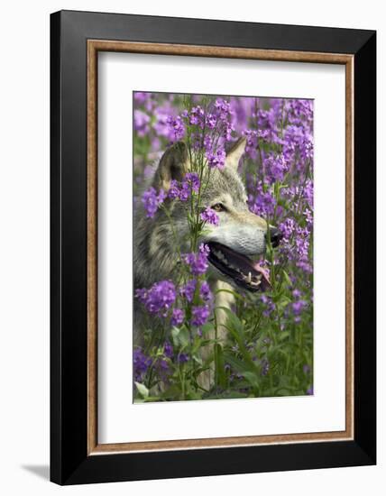 Gray-Wolf, Canis Lupus, Flower Meadow, Profile, Nature-Ronald Wittek-Framed Photographic Print