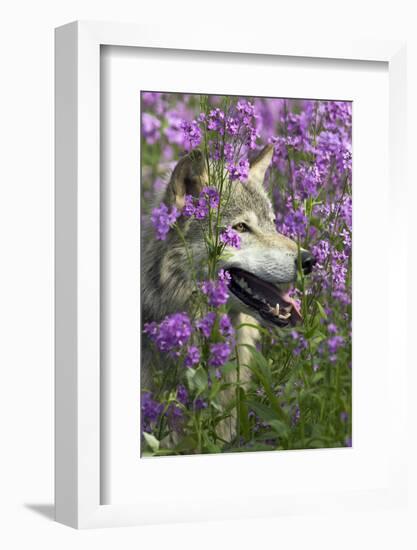 Gray-Wolf, Canis Lupus, Flower Meadow, Profile, Nature-Ronald Wittek-Framed Photographic Print