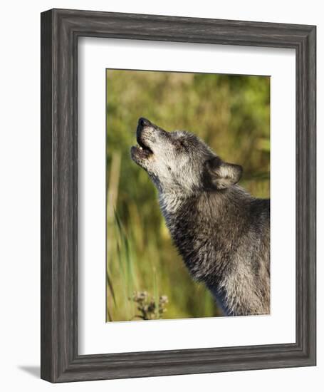 Gray Wolf (Canis Lupus) Howling, in Captivity, Minnesota Wildlife Connection, Minnesota, USA-James Hager-Framed Photographic Print