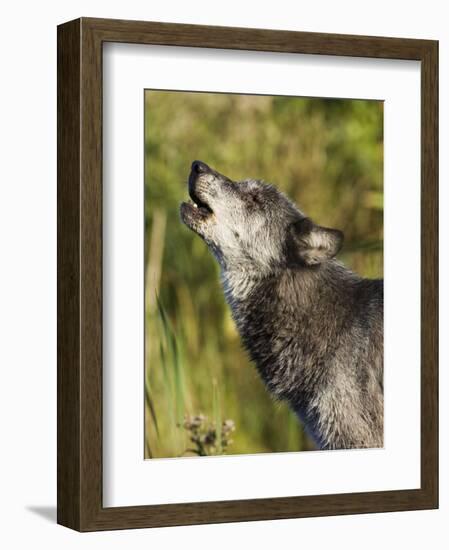 Gray Wolf (Canis Lupus) Howling, in Captivity, Minnesota Wildlife Connection, Minnesota, USA-James Hager-Framed Photographic Print