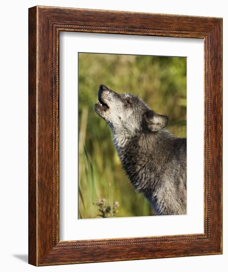 Gray Wolf (Canis Lupus) Howling, in Captivity, Minnesota Wildlife Connection, Minnesota, USA-James Hager-Framed Photographic Print