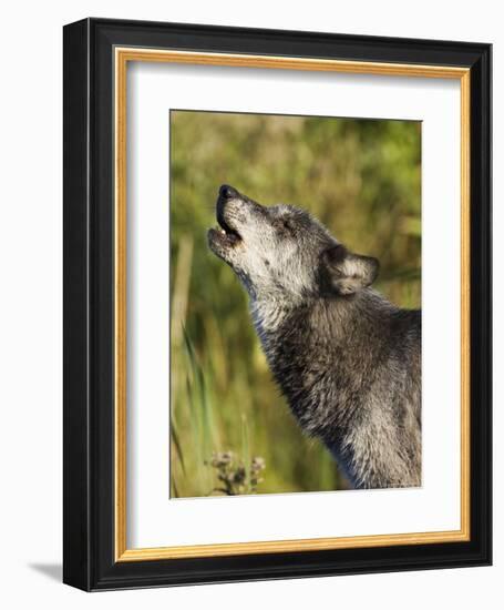 Gray Wolf (Canis Lupus) Howling, in Captivity, Minnesota Wildlife Connection, Minnesota, USA-James Hager-Framed Photographic Print