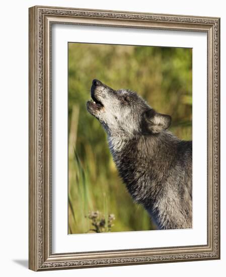 Gray Wolf (Canis Lupus) Howling, in Captivity, Minnesota Wildlife Connection, Minnesota, USA-James Hager-Framed Photographic Print
