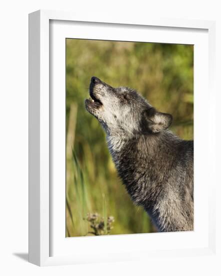 Gray Wolf (Canis Lupus) Howling, in Captivity, Minnesota Wildlife Connection, Minnesota, USA-James Hager-Framed Photographic Print