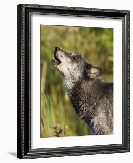 Gray Wolf (Canis Lupus) Howling, in Captivity, Minnesota Wildlife Connection, Minnesota, USA-James Hager-Framed Photographic Print