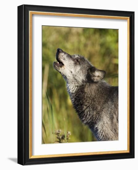 Gray Wolf (Canis Lupus) Howling, in Captivity, Minnesota Wildlife Connection, Minnesota, USA-James Hager-Framed Photographic Print