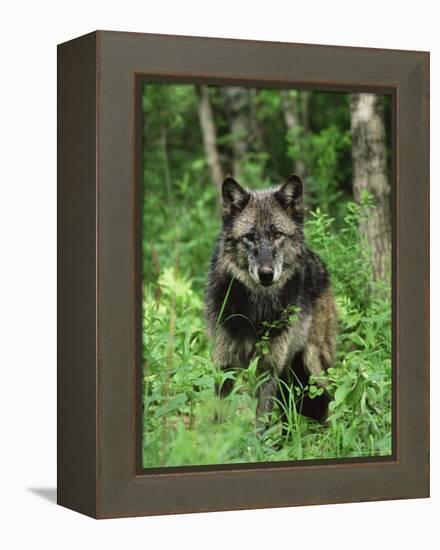 Gray Wolf (Canis Lupus), in Captivity, Sandstone, Minnesota-James Hager-Framed Premier Image Canvas