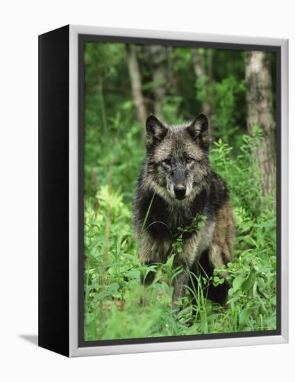 Gray Wolf (Canis Lupus), in Captivity, Sandstone, Minnesota-James Hager-Framed Premier Image Canvas