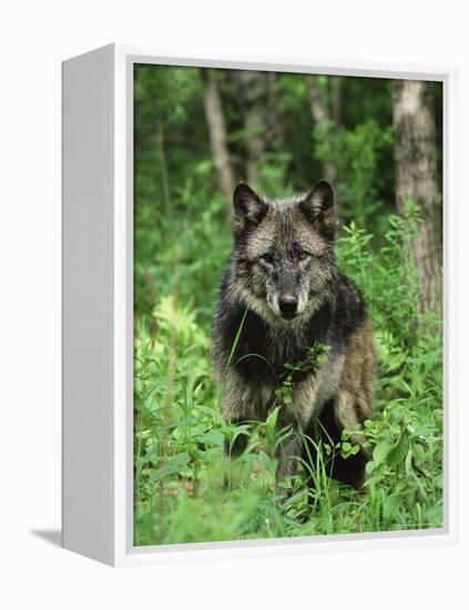 Gray Wolf (Canis Lupus), in Captivity, Sandstone, Minnesota-James Hager-Framed Premier Image Canvas