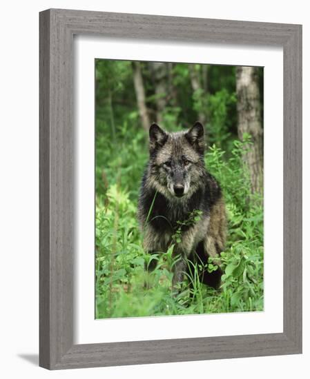 Gray Wolf (Canis Lupus), in Captivity, Sandstone, Minnesota-James Hager-Framed Photographic Print