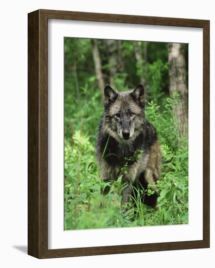 Gray Wolf (Canis Lupus), in Captivity, Sandstone, Minnesota-James Hager-Framed Photographic Print