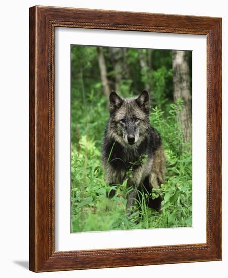 Gray Wolf (Canis Lupus), in Captivity, Sandstone, Minnesota-James Hager-Framed Photographic Print