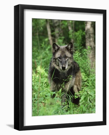 Gray Wolf (Canis Lupus), in Captivity, Sandstone, Minnesota-James Hager-Framed Photographic Print