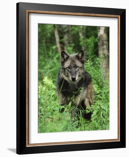 Gray Wolf (Canis Lupus), in Captivity, Sandstone, Minnesota-James Hager-Framed Photographic Print