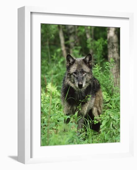Gray Wolf (Canis Lupus), in Captivity, Sandstone, Minnesota-James Hager-Framed Photographic Print