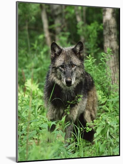 Gray Wolf (Canis Lupus), in Captivity, Sandstone, Minnesota-James Hager-Mounted Photographic Print