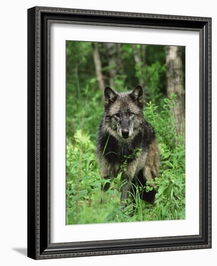 Gray Wolf (Canis Lupus), in Captivity, Sandstone, Minnesota-James Hager-Framed Photographic Print