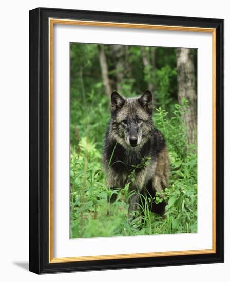 Gray Wolf (Canis Lupus), in Captivity, Sandstone, Minnesota-James Hager-Framed Photographic Print