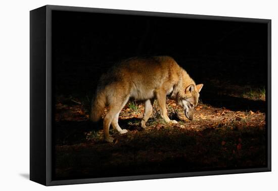 Gray Wolf, Canis Lupus, in the Dark Forest. Wolf Hidden in the Forest. Wildlife Scene from Nature.-Ondrej Prosicky-Framed Premier Image Canvas