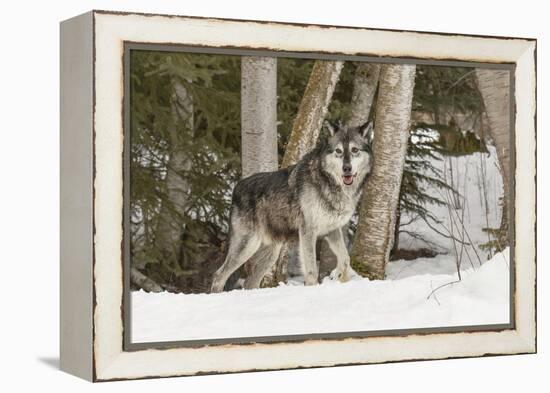 Gray Wolf Canis lupus, Montana-Adam Jones-Framed Premier Image Canvas