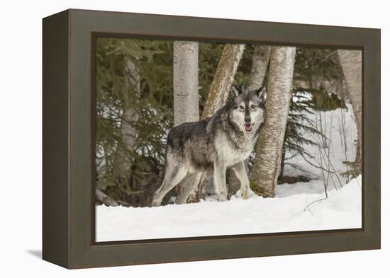 Gray Wolf Canis lupus, Montana-Adam Jones-Framed Premier Image Canvas