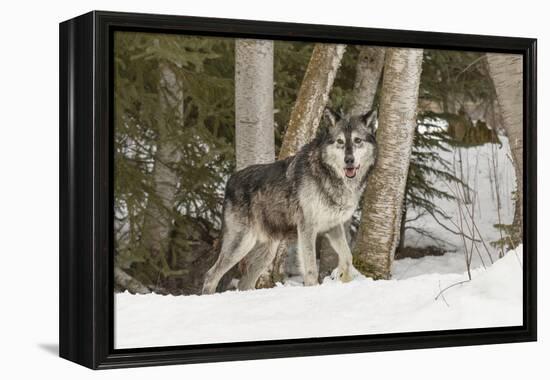 Gray Wolf Canis lupus, Montana-Adam Jones-Framed Premier Image Canvas