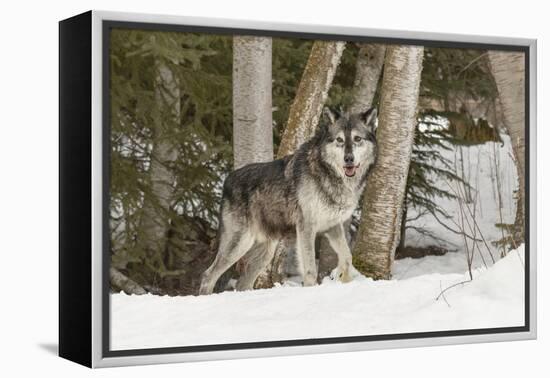 Gray Wolf Canis lupus, Montana-Adam Jones-Framed Premier Image Canvas