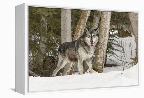 Gray Wolf Canis lupus, Montana-Adam Jones-Framed Premier Image Canvas