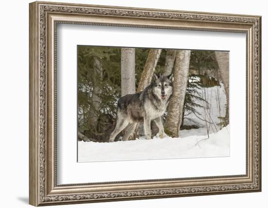 Gray Wolf Canis lupus, Montana-Adam Jones-Framed Photographic Print