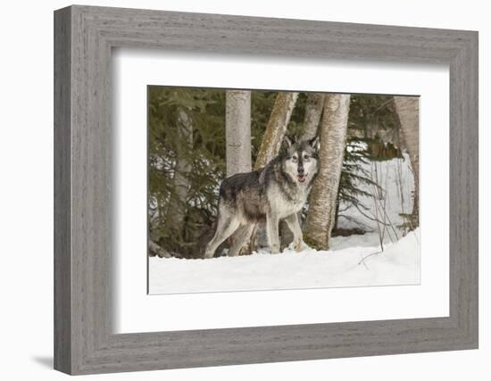 Gray Wolf Canis lupus, Montana-Adam Jones-Framed Photographic Print