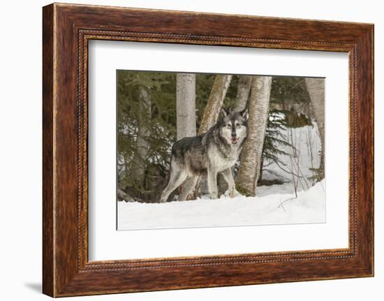 Gray Wolf Canis lupus, Montana-Adam Jones-Framed Photographic Print