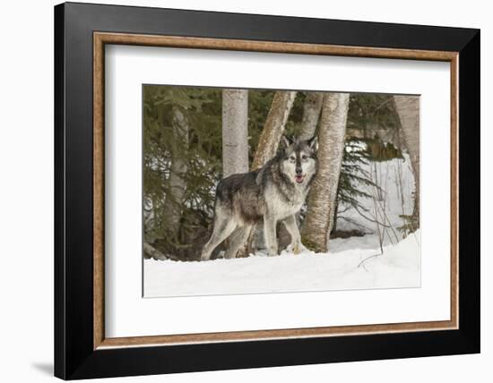 Gray Wolf Canis lupus, Montana-Adam Jones-Framed Photographic Print