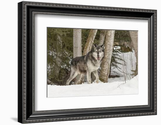 Gray Wolf Canis lupus, Montana-Adam Jones-Framed Photographic Print