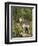 Gray Wolf (Canis Lupus) on a Rock, Howling, in Captivity, Minnesota, USA-James Hager-Framed Photographic Print