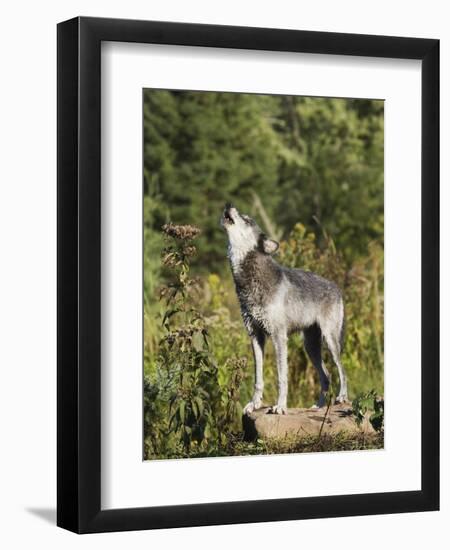 Gray Wolf (Canis Lupus) on a Rock, Howling, in Captivity, Minnesota, USA-James Hager-Framed Photographic Print