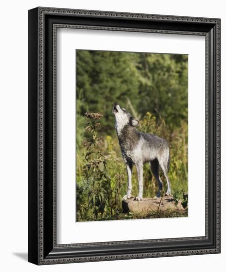 Gray Wolf (Canis Lupus) on a Rock, Howling, in Captivity, Minnesota, USA-James Hager-Framed Photographic Print