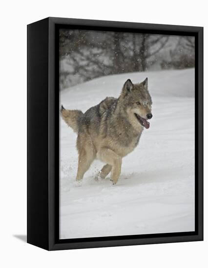 Gray Wolf (Canis Lupus) Running in the Snow in Captivity, Near Bozeman, Montana-null-Framed Premier Image Canvas