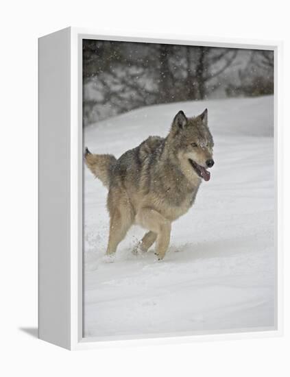 Gray Wolf (Canis Lupus) Running in the Snow in Captivity, Near Bozeman, Montana-null-Framed Premier Image Canvas