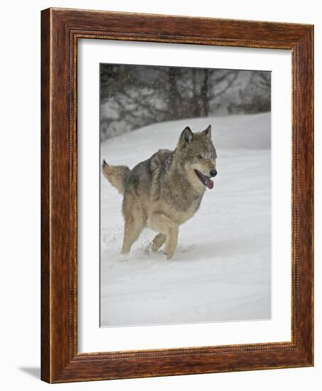 Gray Wolf (Canis Lupus) Running in the Snow in Captivity, Near Bozeman, Montana-null-Framed Photographic Print