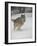 Gray Wolf (Canis Lupus) Running in the Snow in Captivity, Near Bozeman, Montana-null-Framed Photographic Print