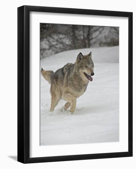 Gray Wolf (Canis Lupus) Running in the Snow in Captivity, Near Bozeman, Montana-null-Framed Photographic Print