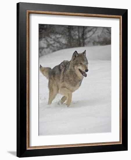 Gray Wolf (Canis Lupus) Running in the Snow in Captivity, Near Bozeman, Montana-null-Framed Photographic Print